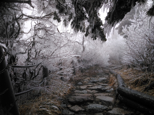 설악산 고지대 기온이 영하 4.1도까지 떨어진 24일 내린 비가 나뭇가지에 얼어붙은 대청봉 일대 탐방로가 장관을 이루고 있다.